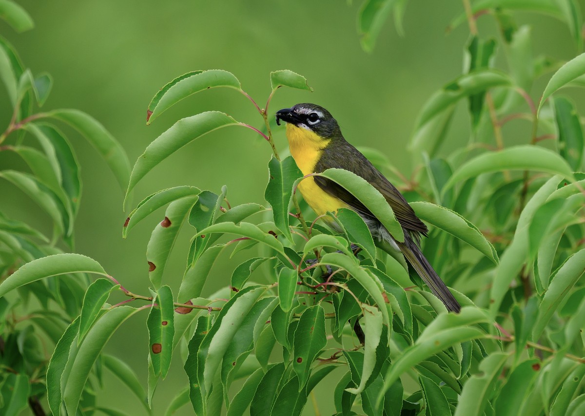 Yellow-breasted Chat - ML620471979