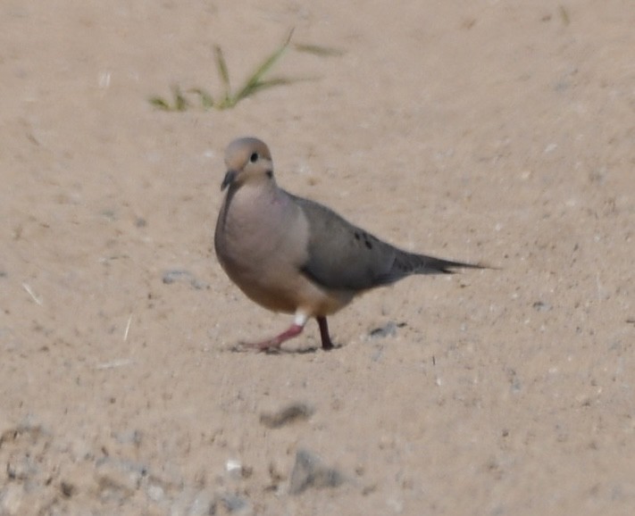 Mourning Dove - ML620471983