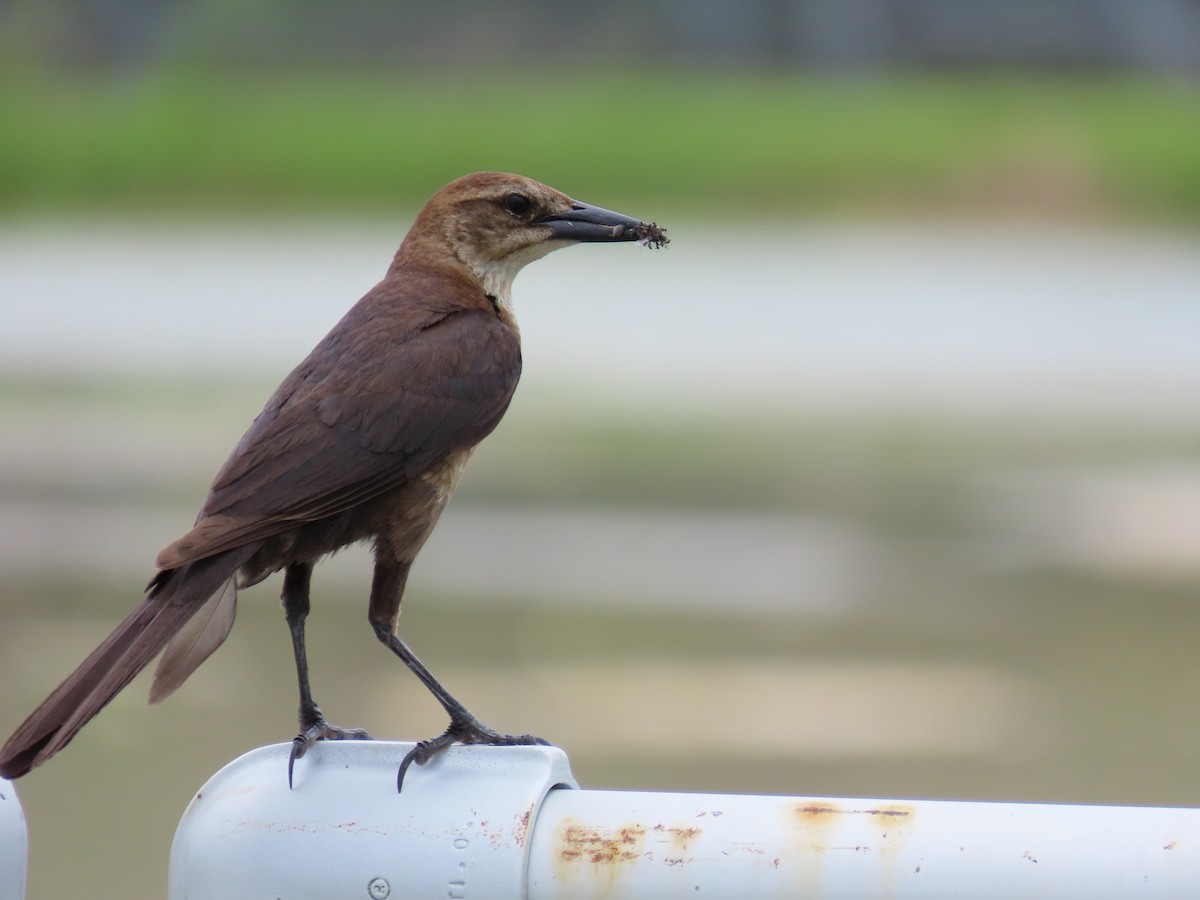 Boat-tailed Grackle - ML620471984