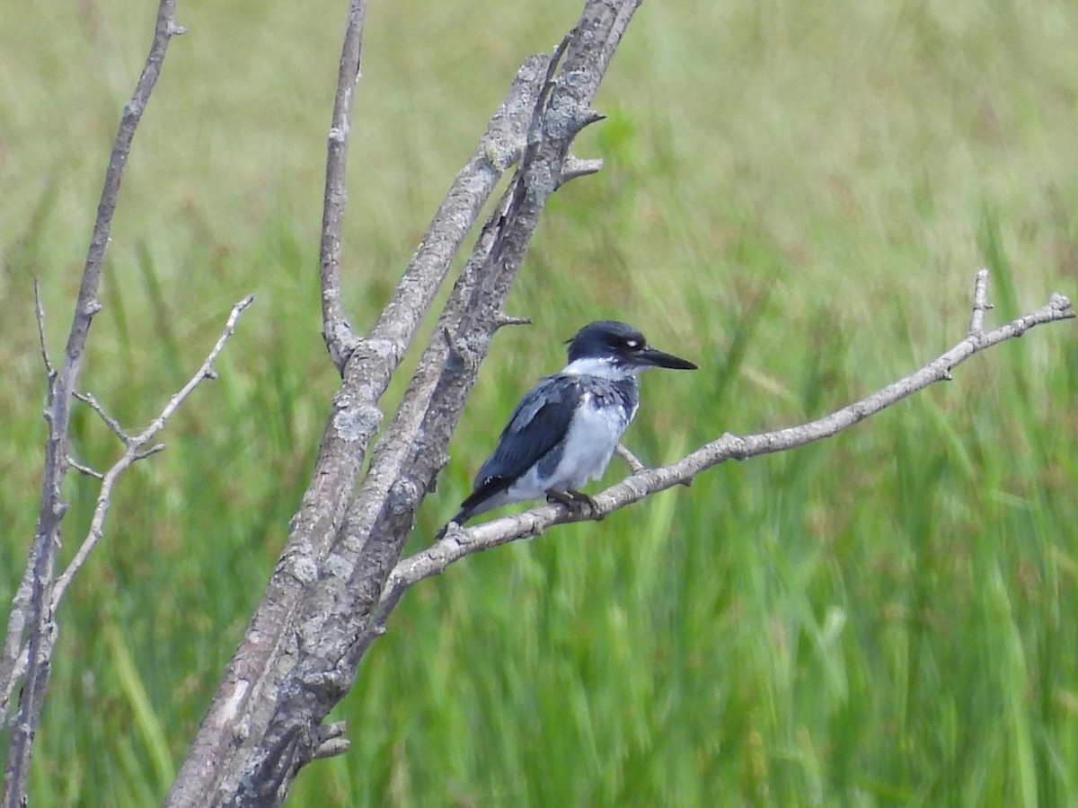 Belted Kingfisher - ML620471985