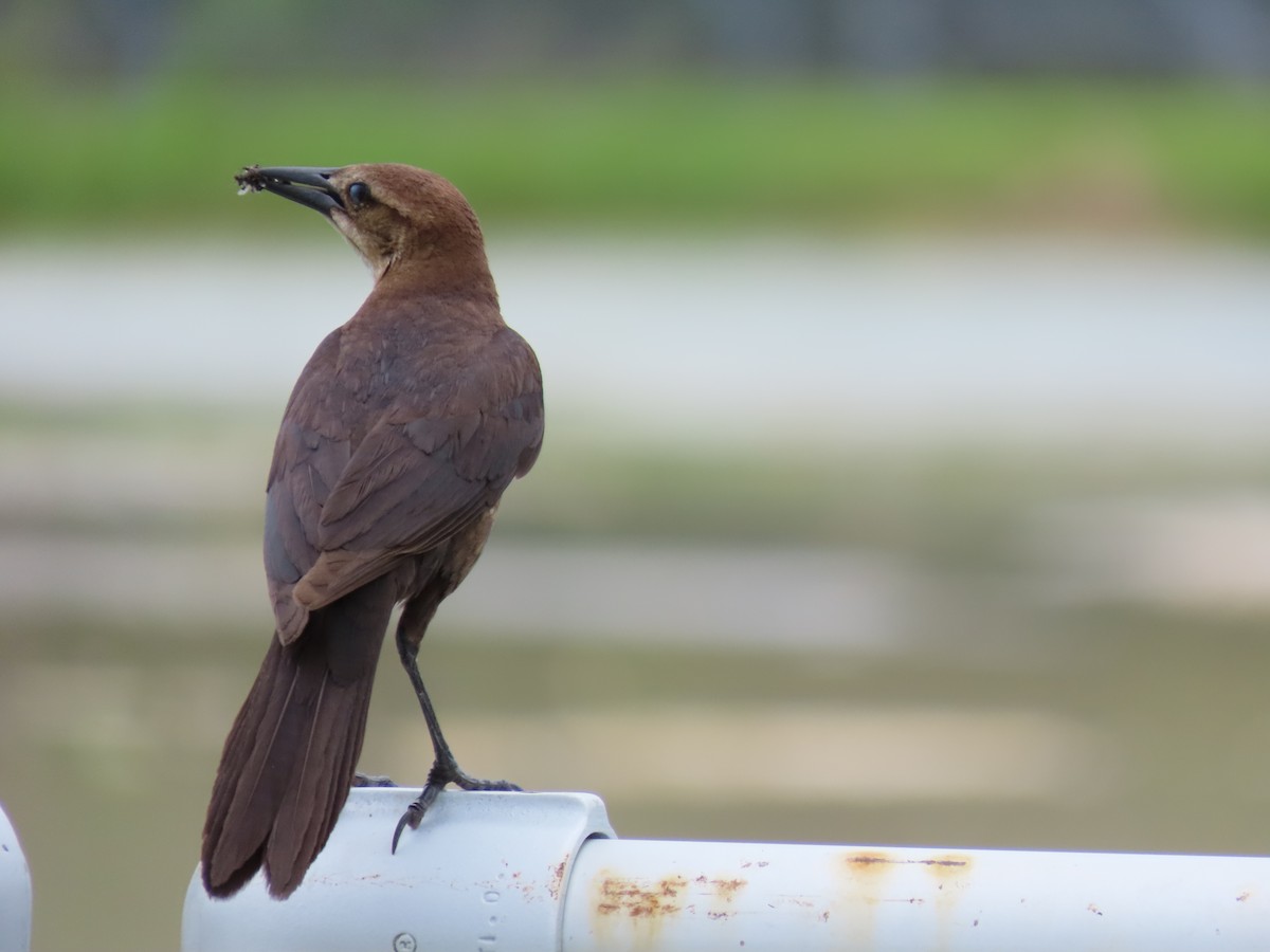 Boat-tailed Grackle - ML620471987