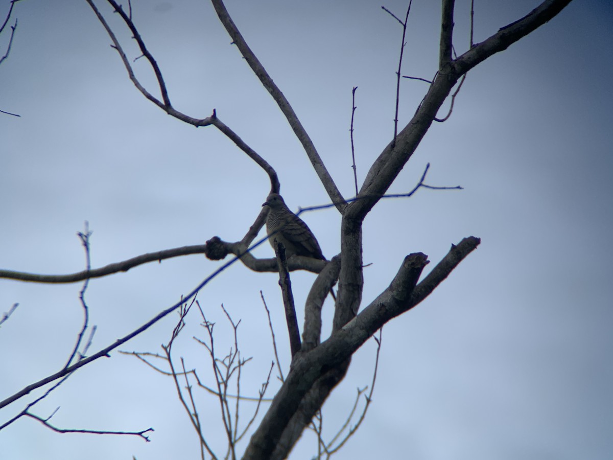 Zebra Dove - ML620471992