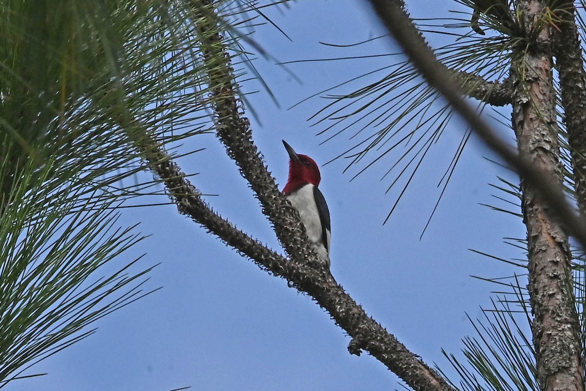Red-headed Woodpecker - ML620471998