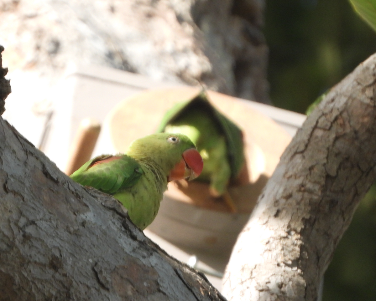 Alexandrine Parakeet - ML620471999