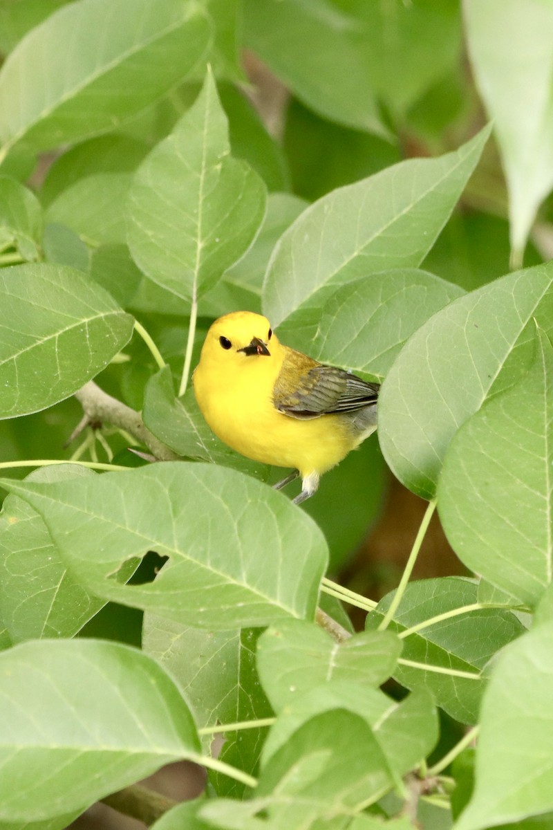 Prothonotary Warbler - ML620472002