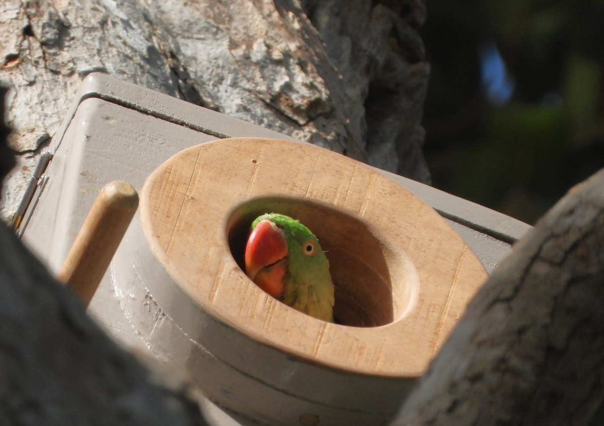 Alexandrine Parakeet - Alfred McLachlan-Karr