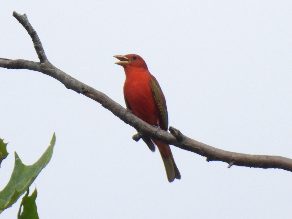 Summer Tanager - ML620472004