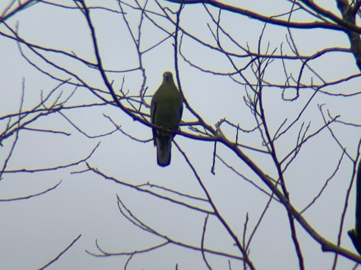 Thick-billed Green-Pigeon - ML620472007