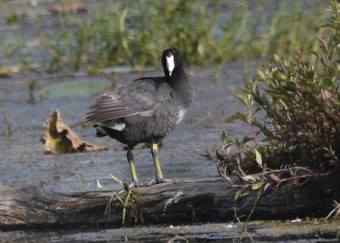 American Coot - ML620472018