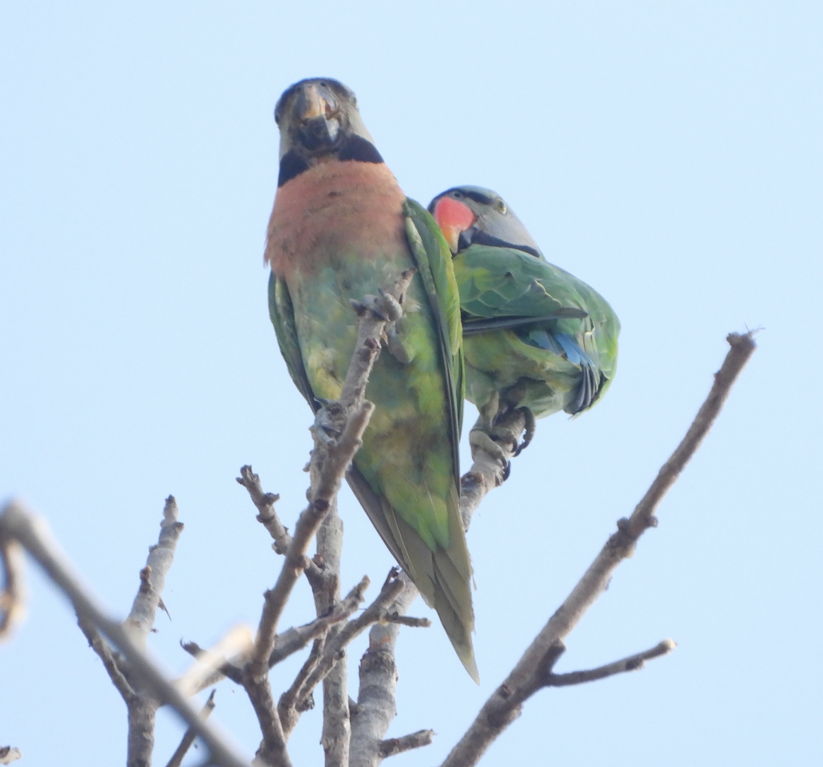 Red-breasted Parakeet - ML620472021