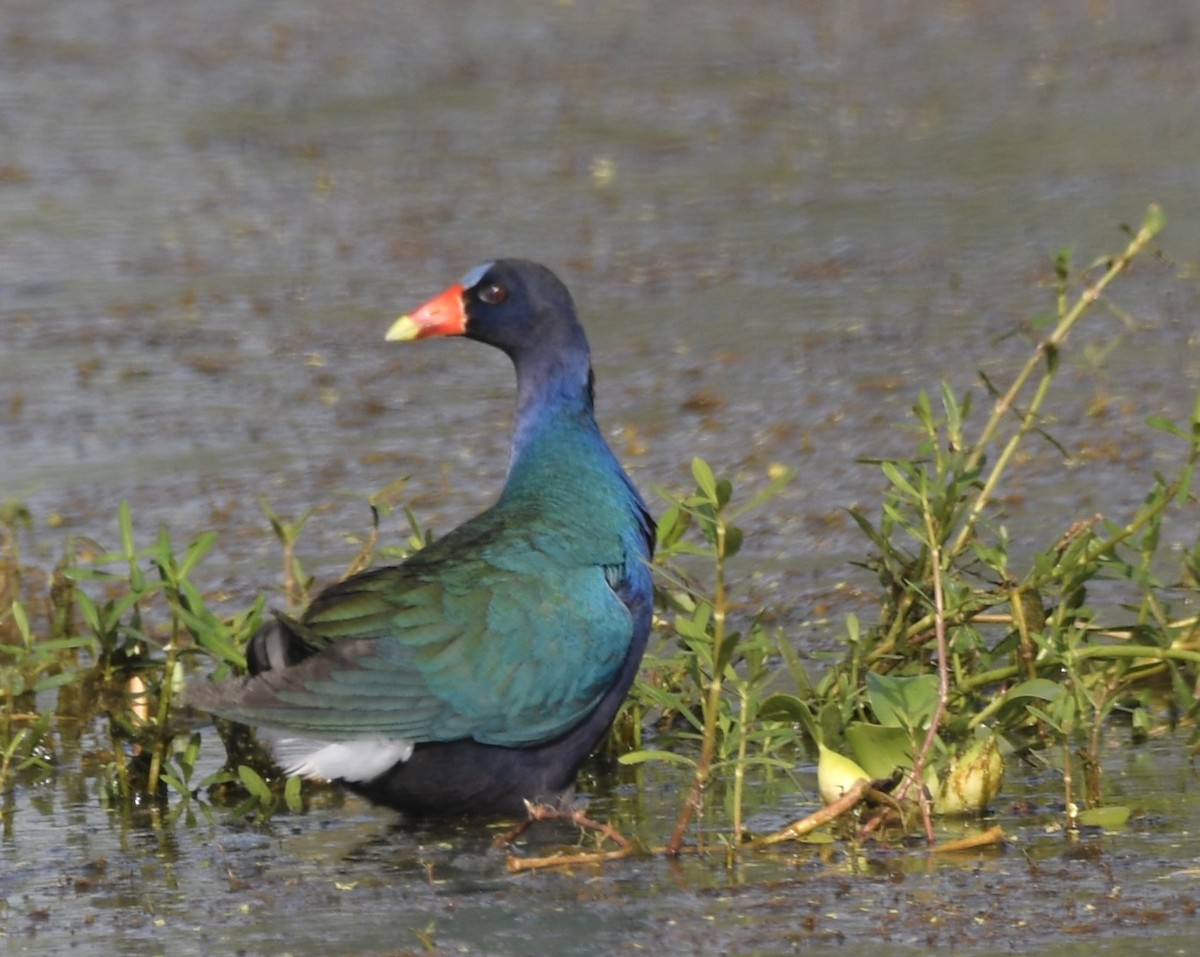 Purple Gallinule - ML620472023