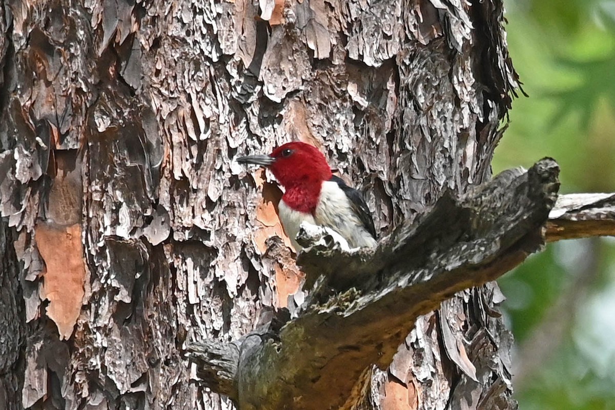 Red-headed Woodpecker - ML620472026