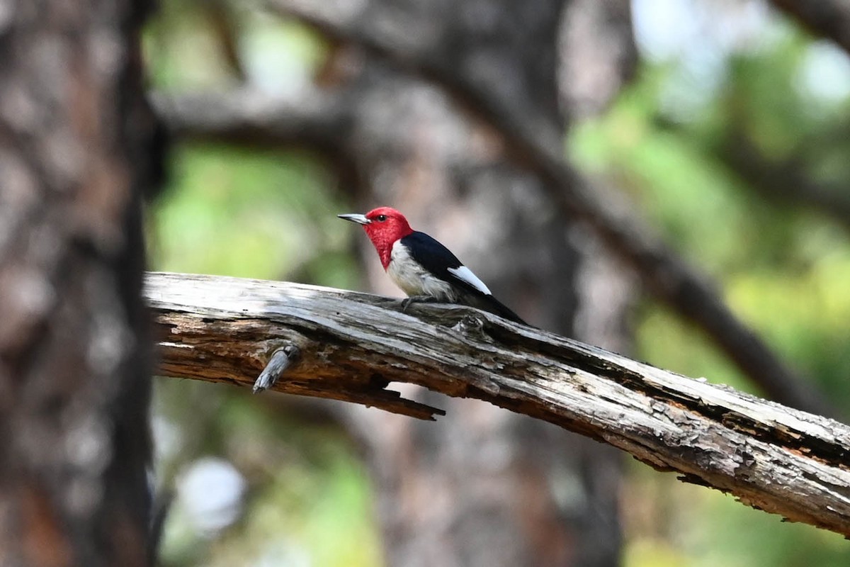 Red-headed Woodpecker - ML620472027