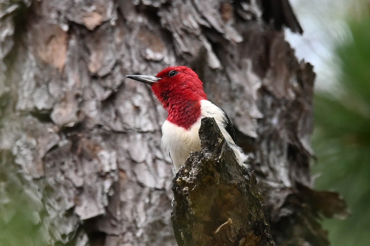 Red-headed Woodpecker - ML620472028