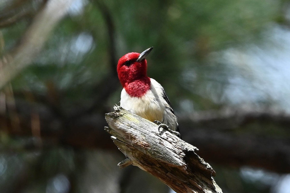 Red-headed Woodpecker - ML620472029