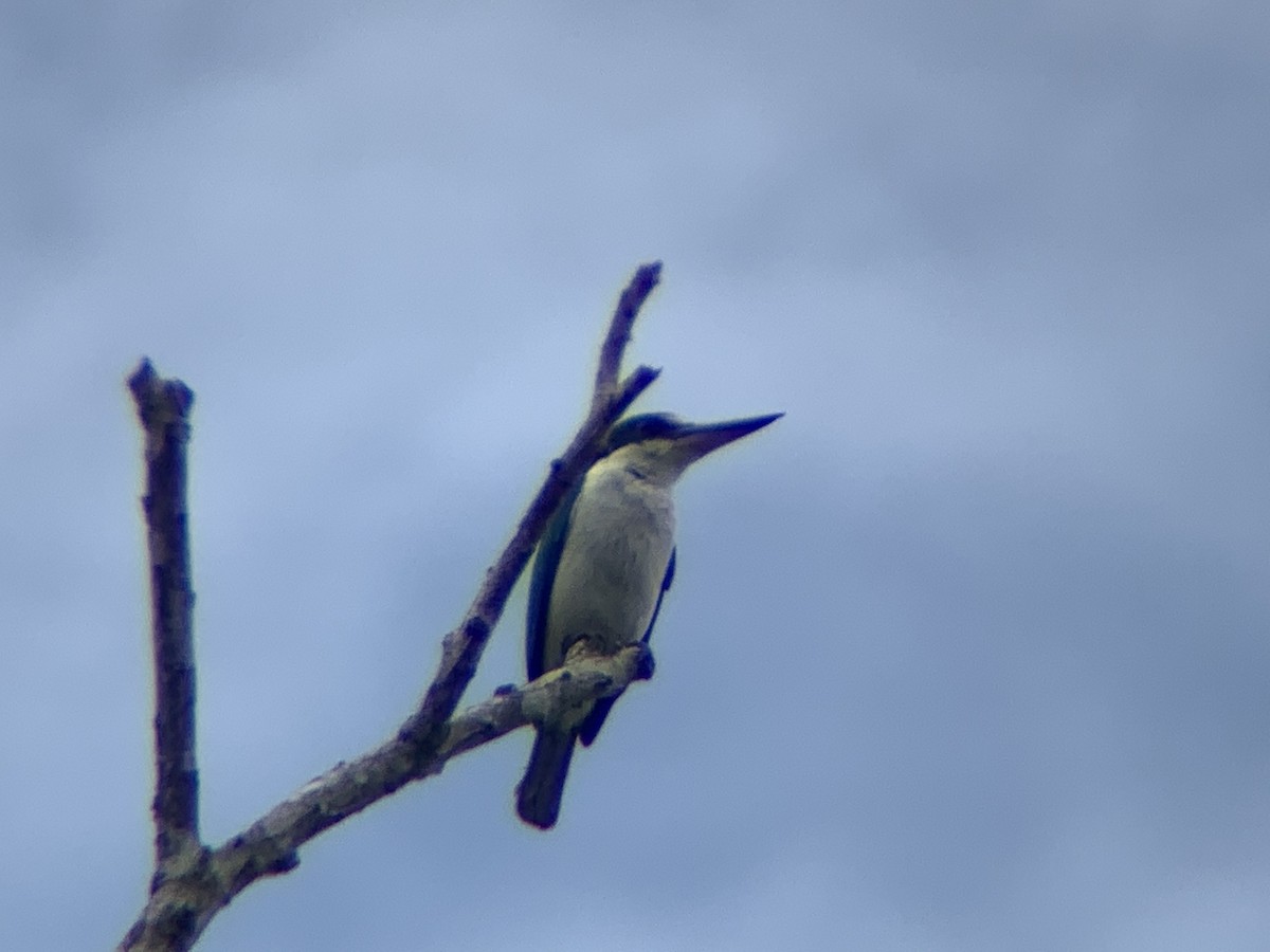 Collared Kingfisher - ML620472030