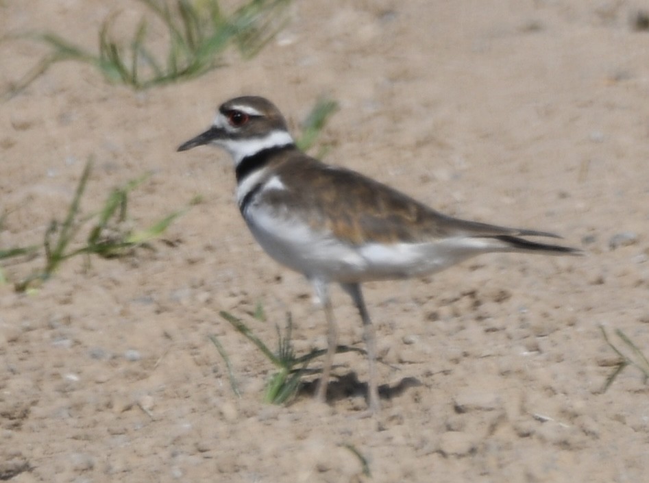 Killdeer - ML620472036