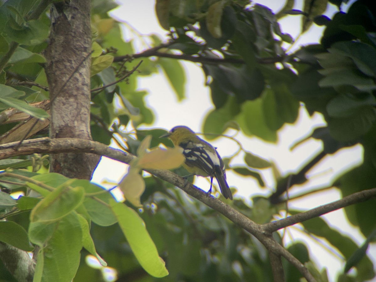 Common Iora - ML620472039