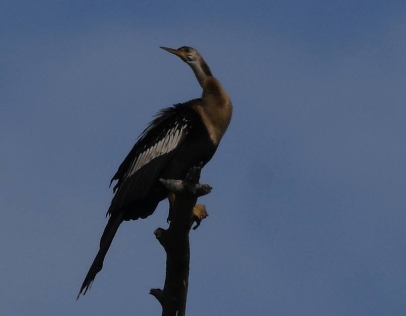 Anhinga Americana - ML620472043