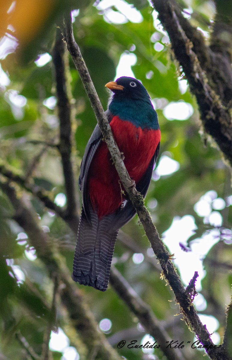 trogon mřížkoocasý - ML620472045