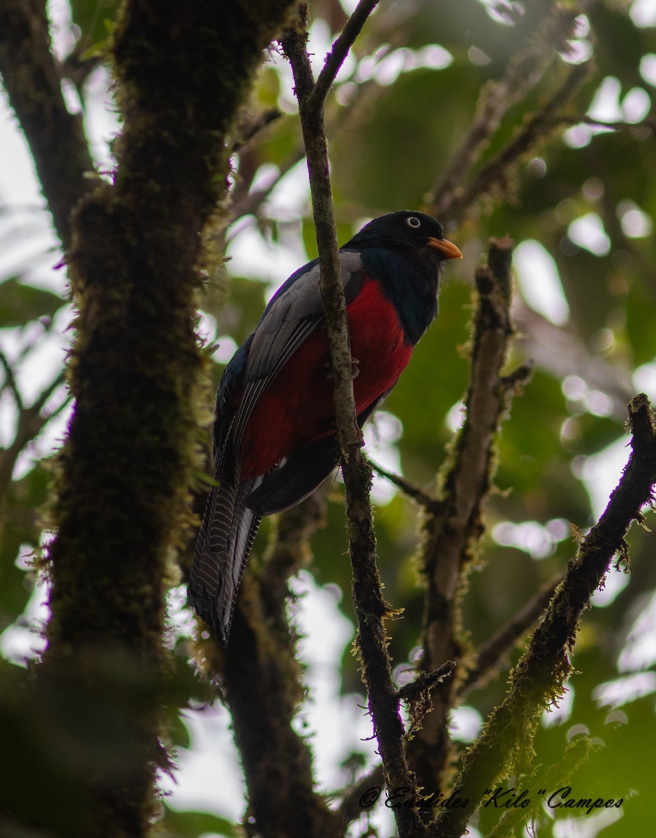 trogon mřížkoocasý - ML620472046