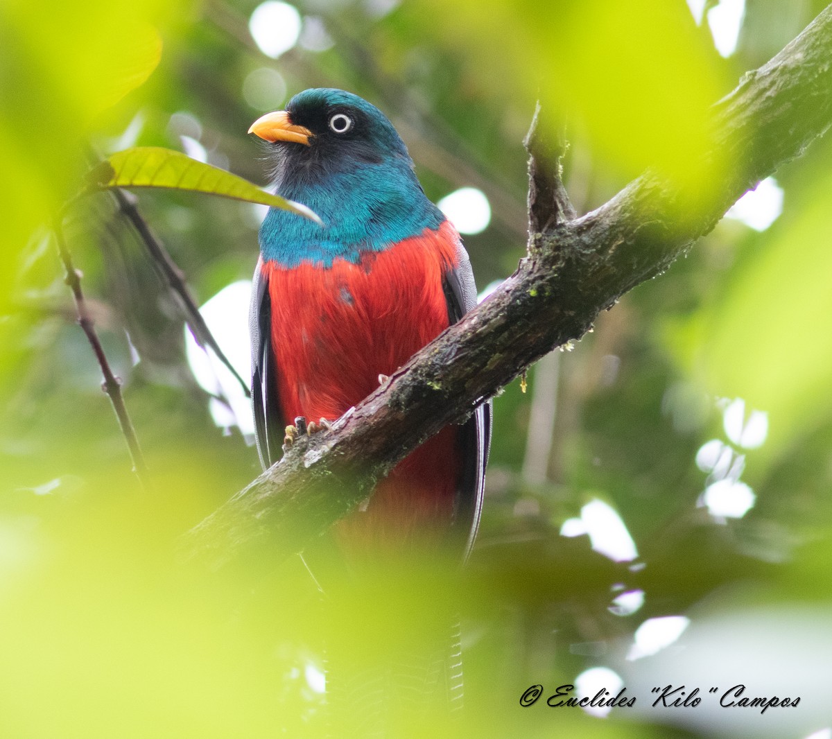 trogon mřížkoocasý - ML620472047