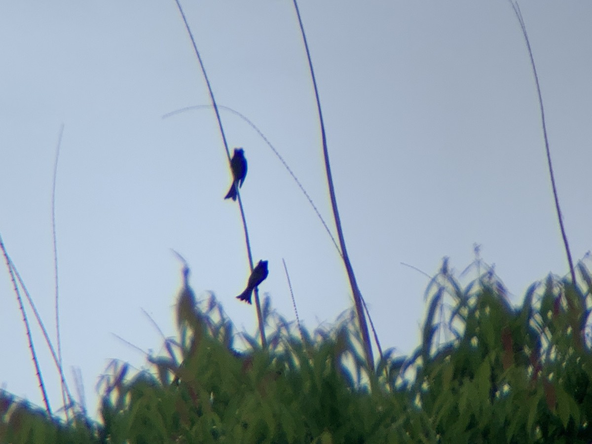 Palawan Drongo - ML620472048