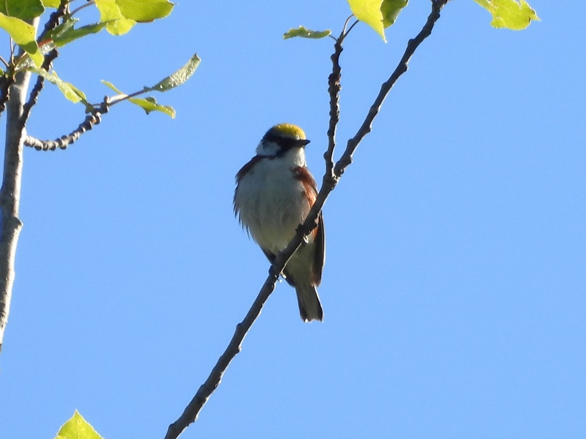 Gelbscheitel-Waldsänger - ML620472054