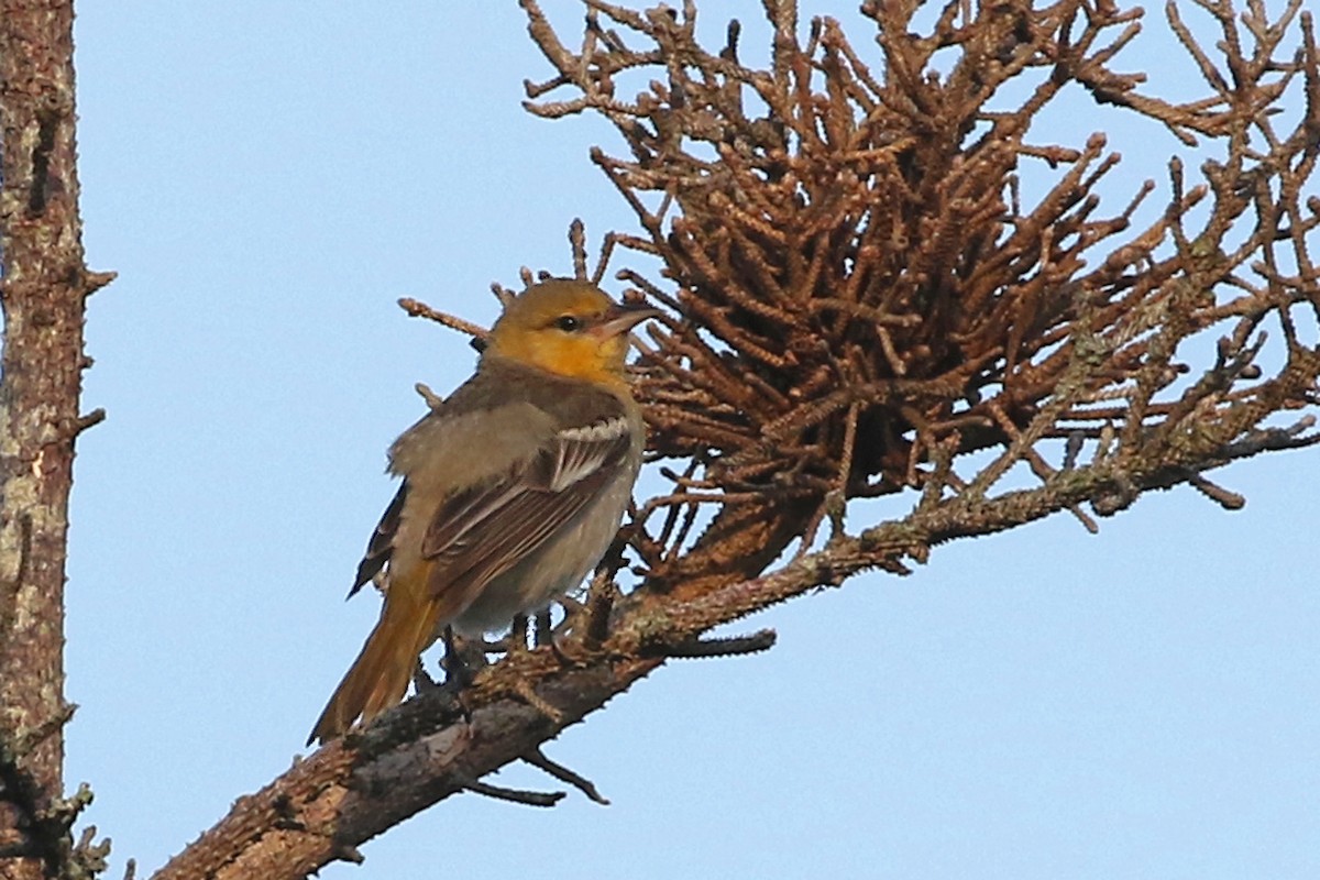 Bullock's Oriole - Jeffrey Offermann