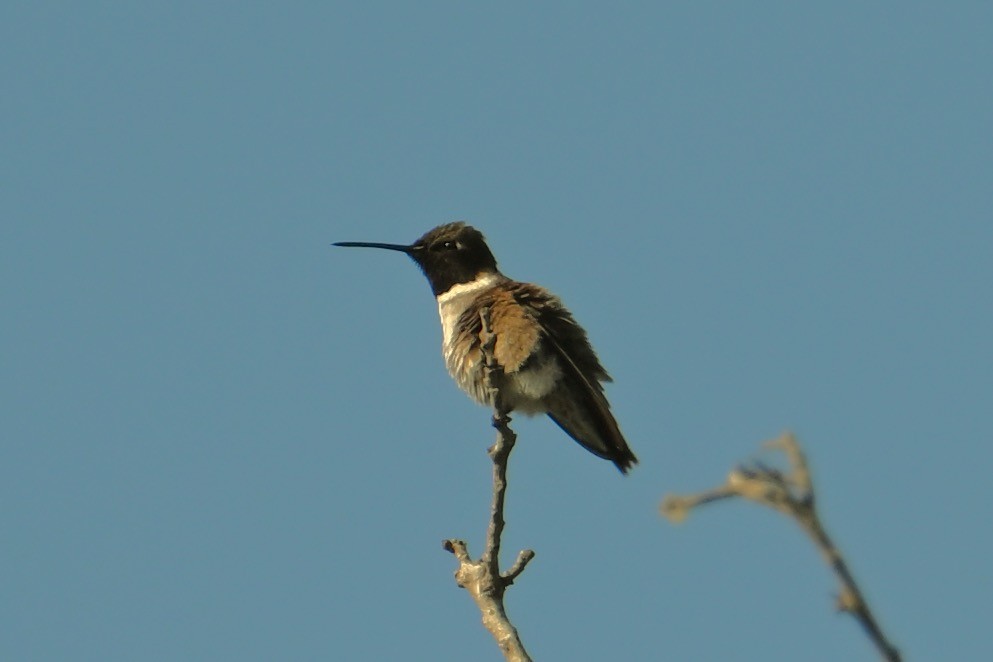 Black-chinned Hummingbird - ML620472062