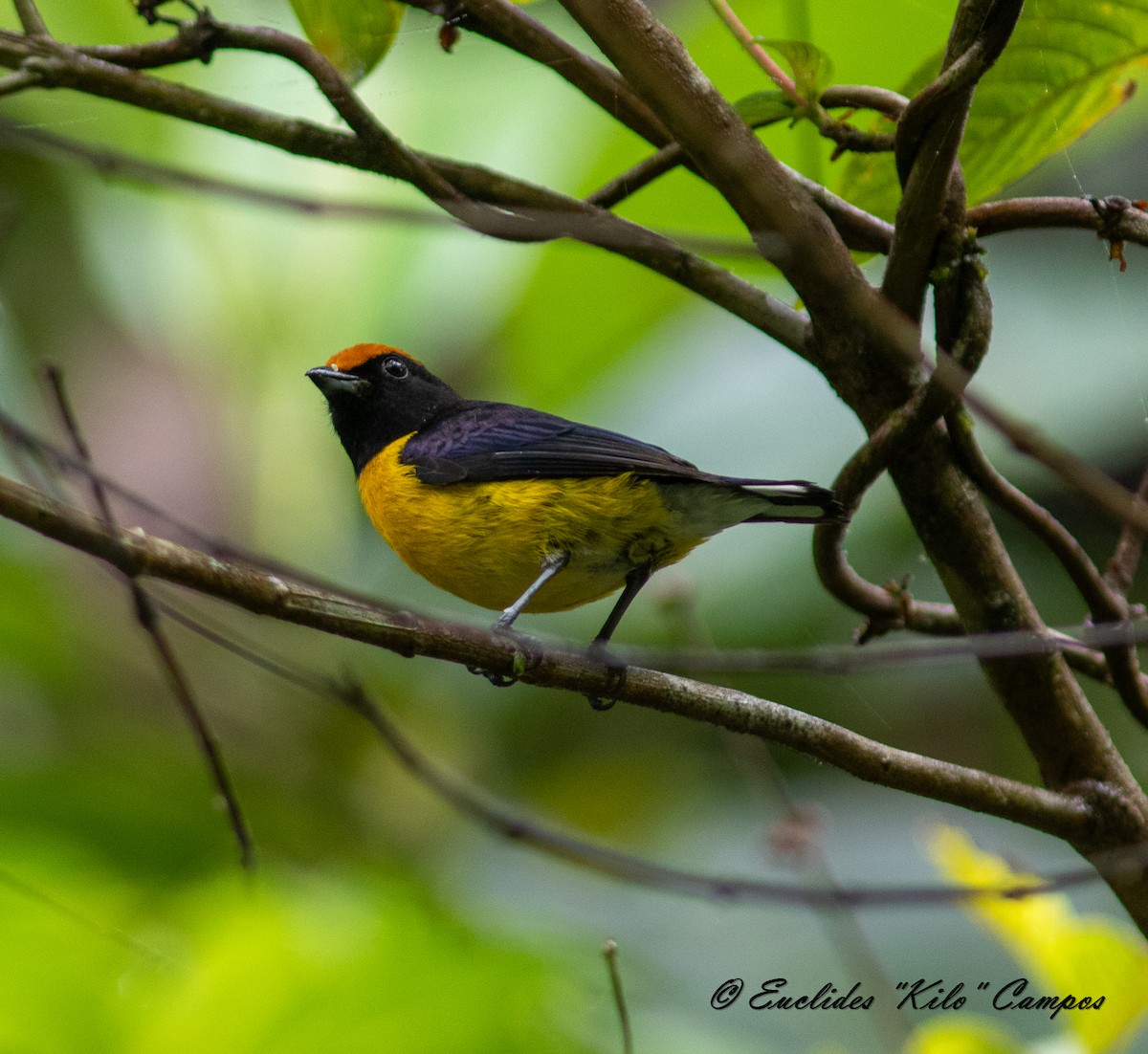 Tawny-capped Euphonia - ML620472063