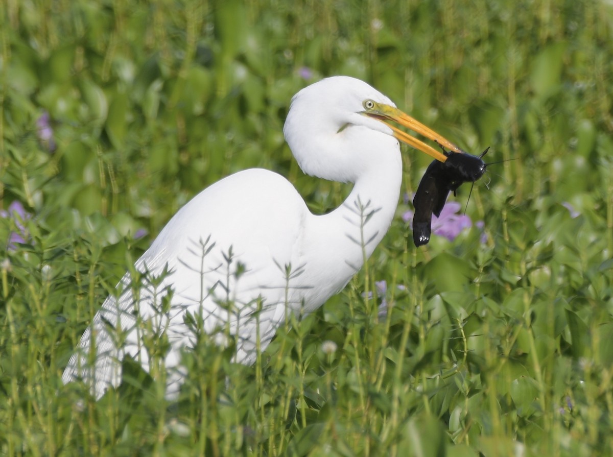 Great Egret - ML620472065