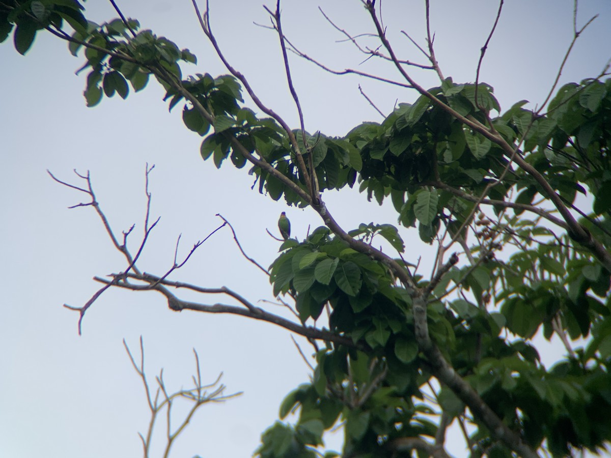 Yellow-throated Leafbird - ML620472067