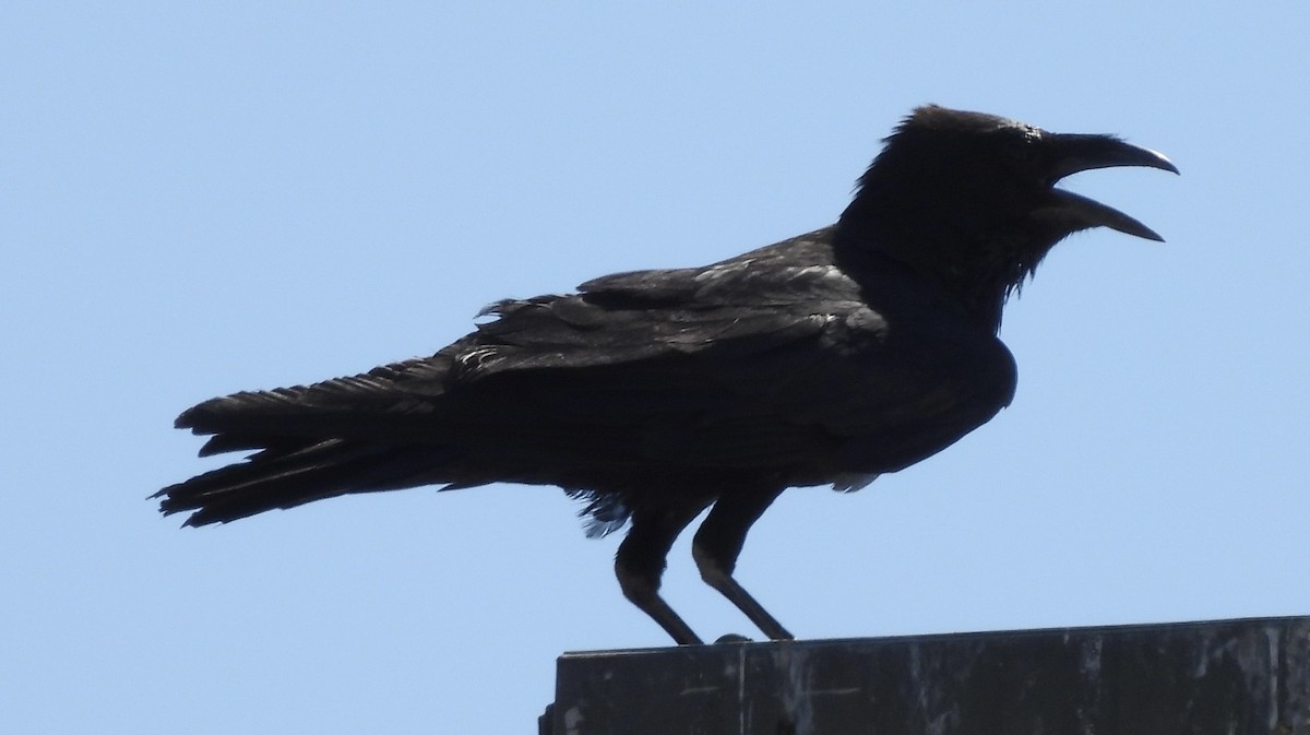 Chihuahuan Raven - ML620472069