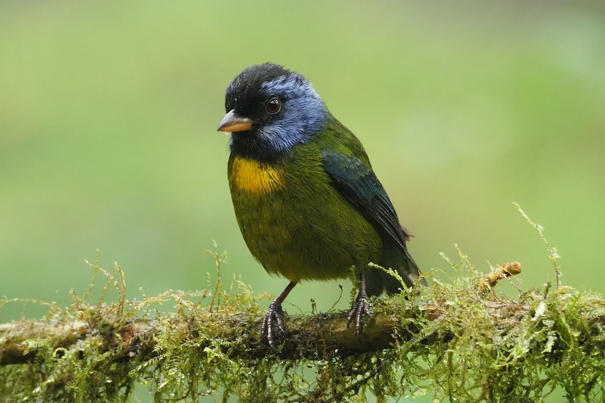 Moss-backed Tanager - ML620472070