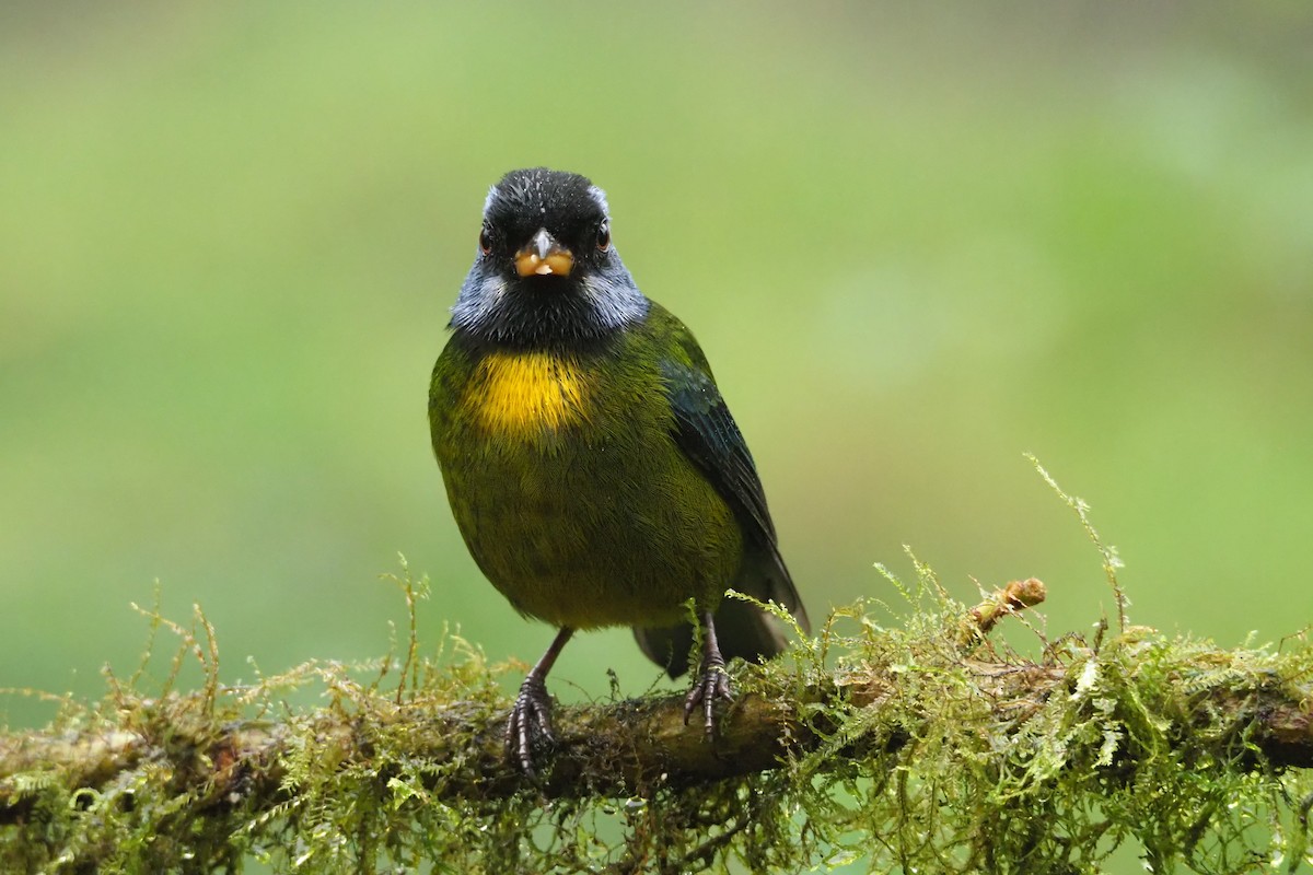 Moss-backed Tanager - ML620472071