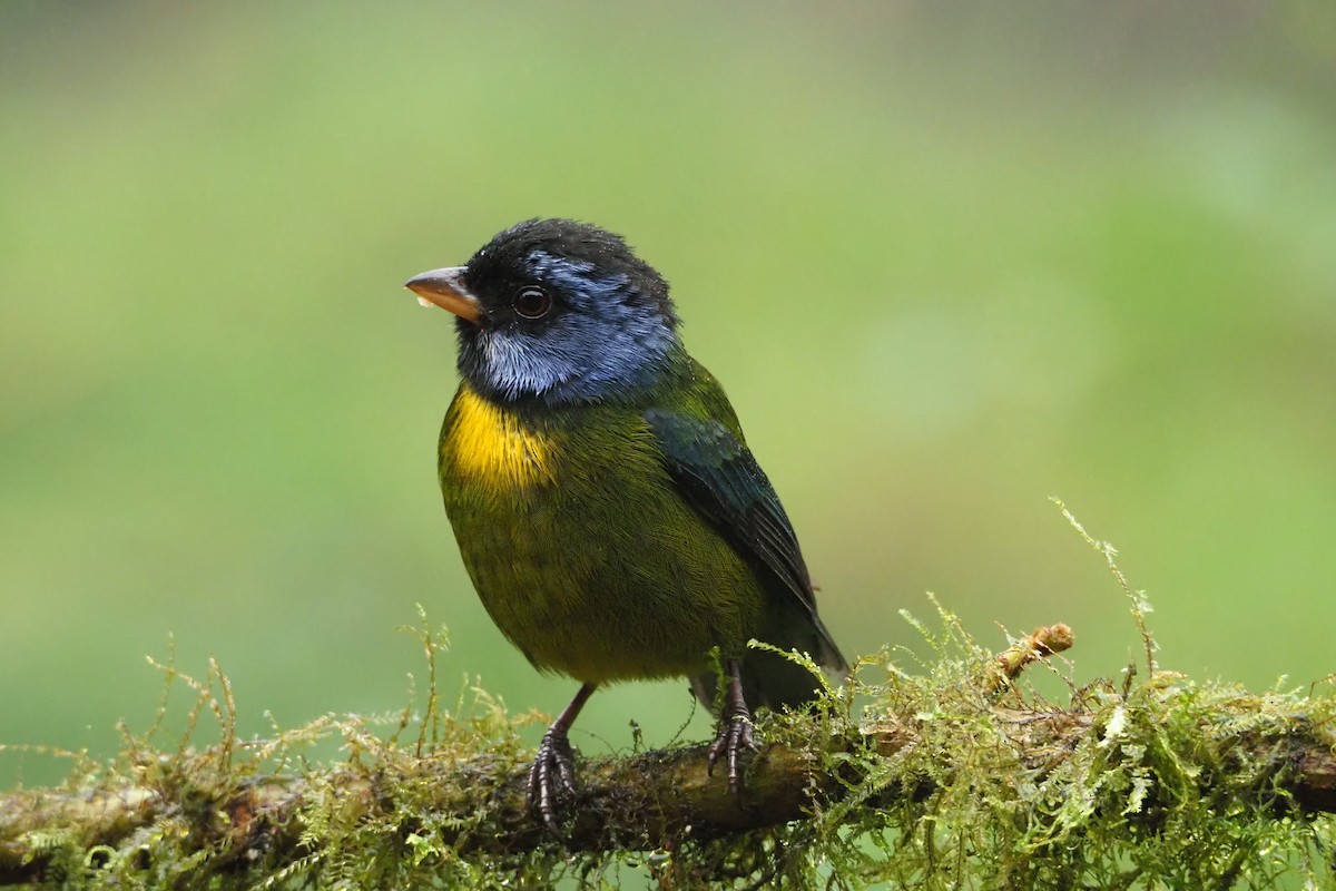 Moss-backed Tanager - ML620472072