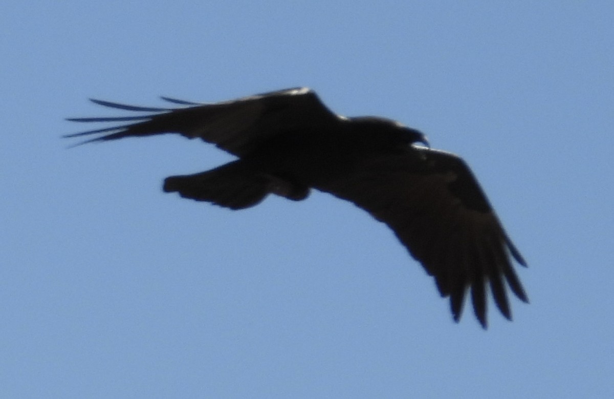 Chihuahuan Raven - ML620472076