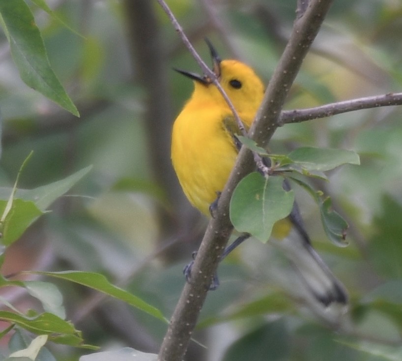 Prothonotary Warbler - ML620472078