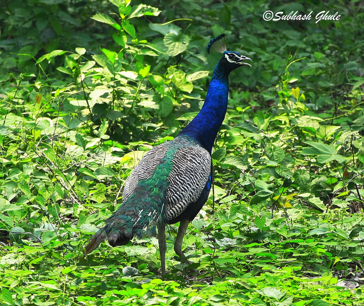 Indian Peafowl - ML620472088