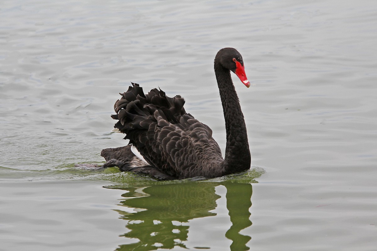 Black Swan - ML620472090