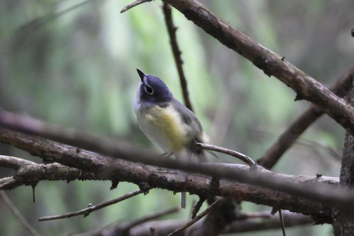 Blue-headed Vireo - ML620472091