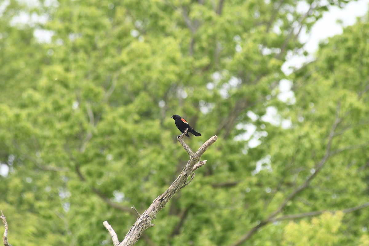 Red-winged Blackbird - ML620472100