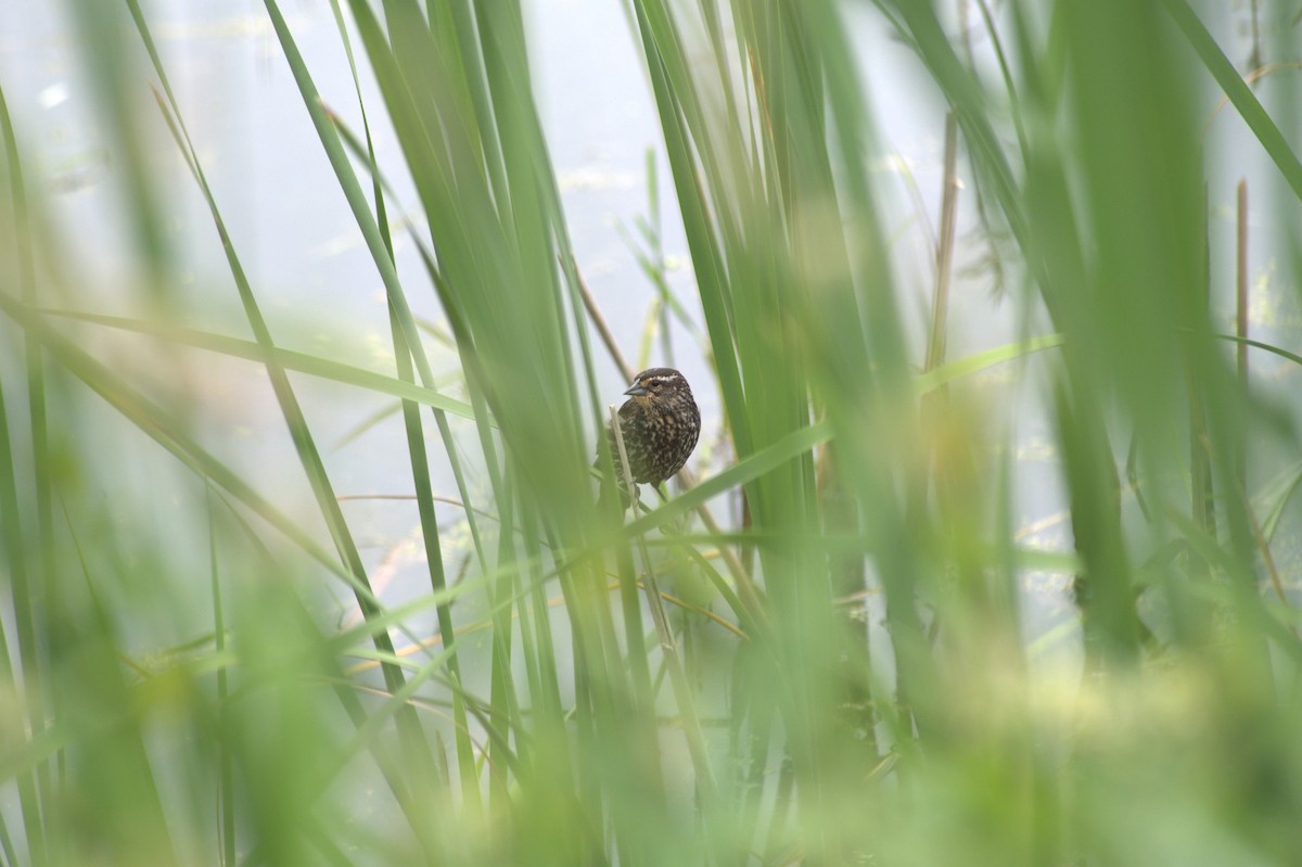 Red-winged Blackbird - ML620472102