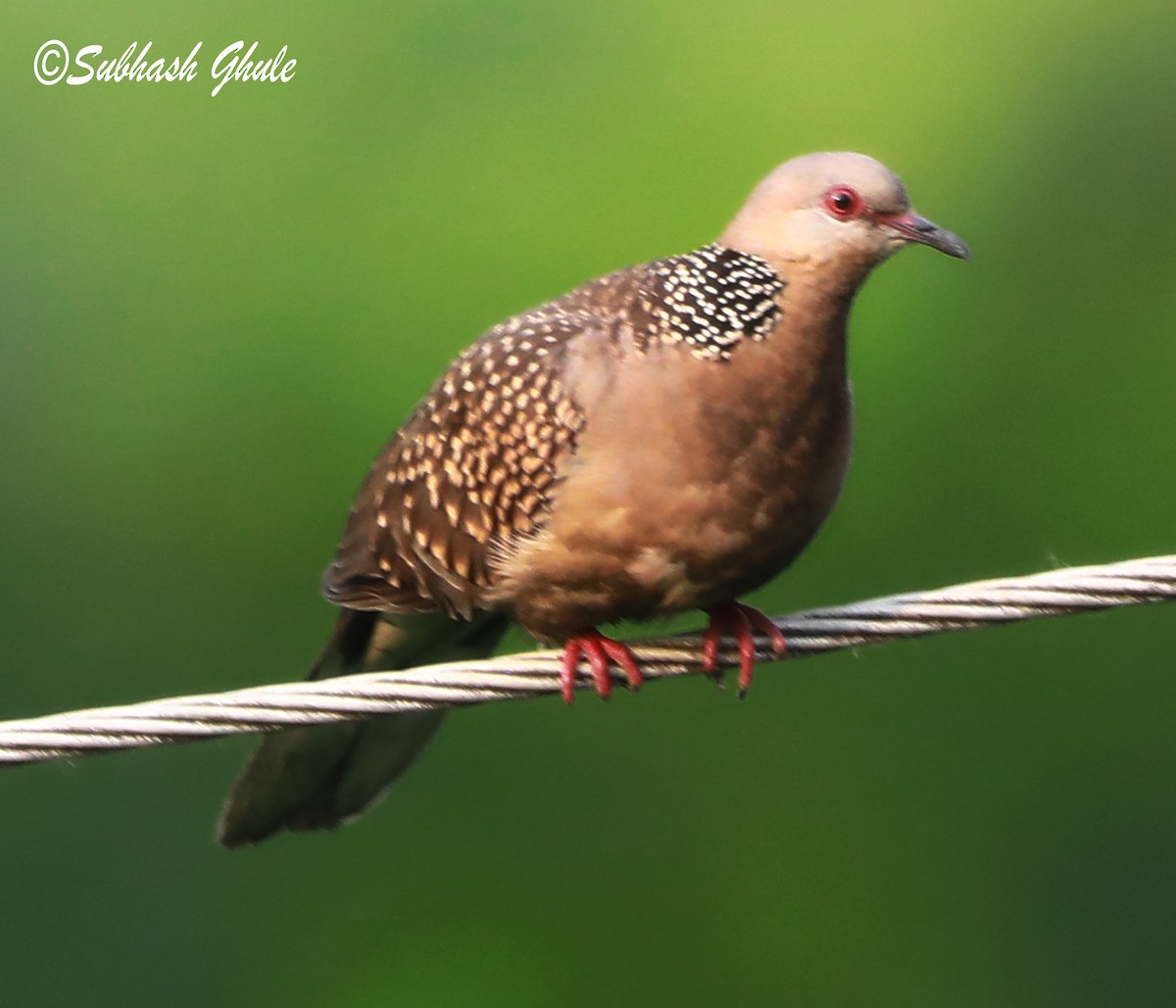 Spotted Dove - SUBHASH GHULE