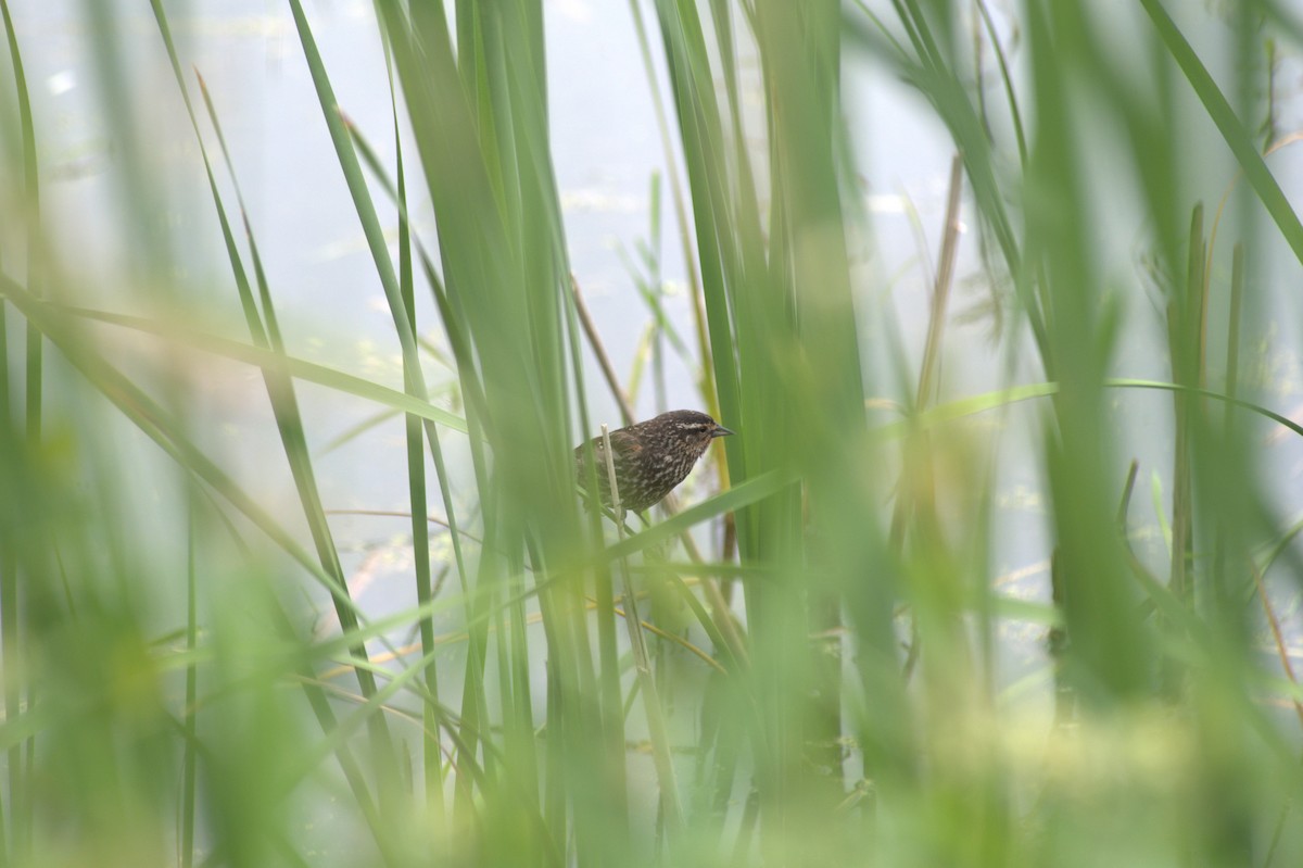 Red-winged Blackbird - ML620472104