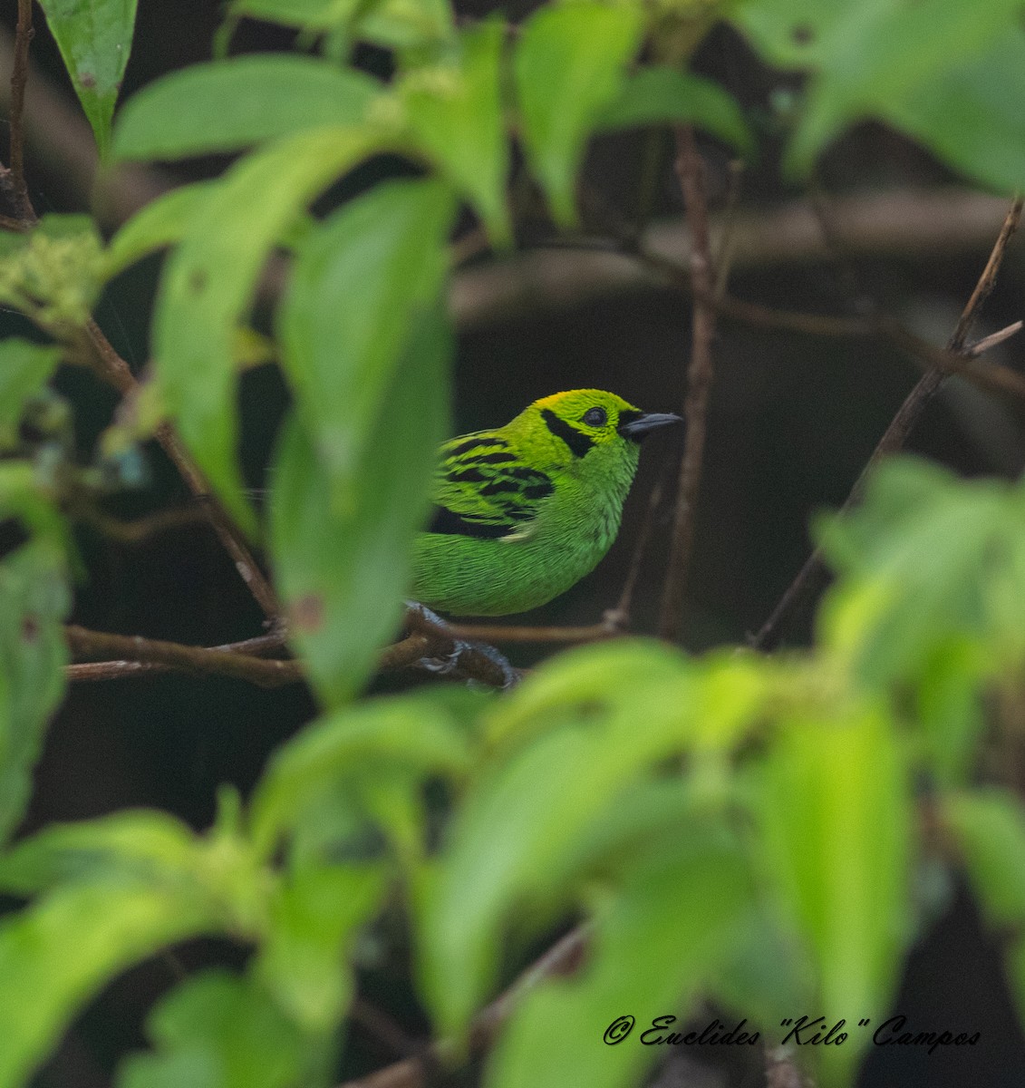 Emerald Tanager - ML620472107