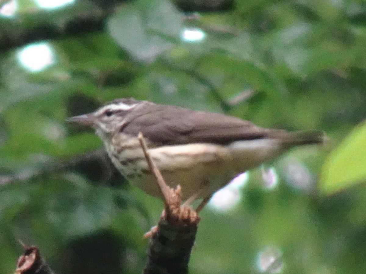 Louisiana Waterthrush - ML620472108