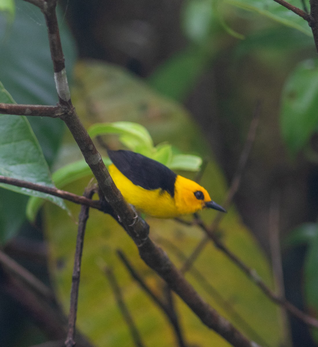 Black-and-yellow Tanager - ML620472109