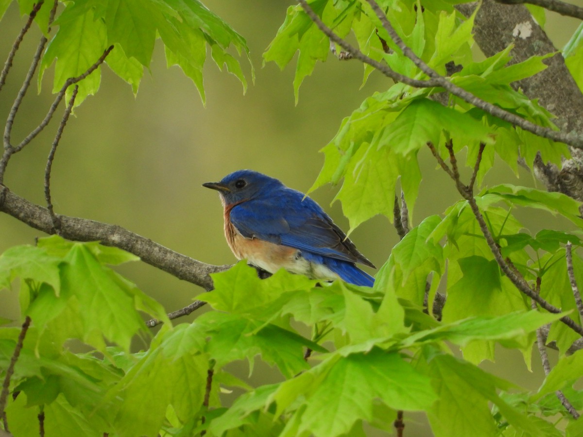 Eastern Bluebird - Christine Bolduc